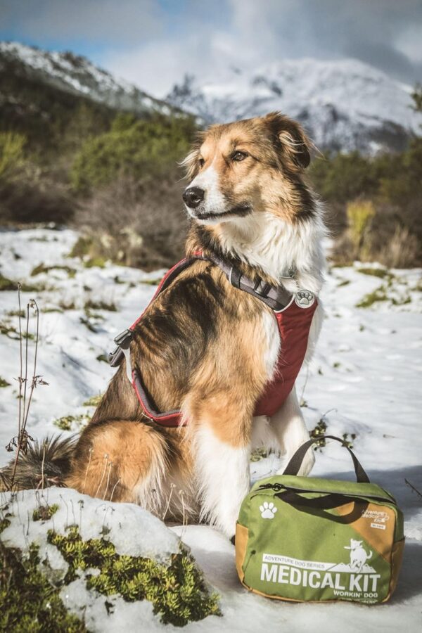 Adventure Medical Kits Workin' Dog Canine First Aid Kit with QuikClot - Image 10