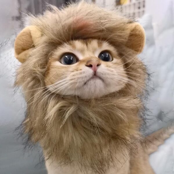 Adorable Lion Mane Costume for Cat & Dog, YUANGUNGUN Funny Pet Cosplay Wig Cap, Pet-Friendly Clothing Accessories for Halloween Christmas Party （S Size） - Image 2